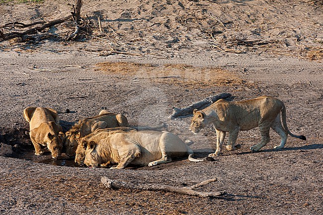 A lion pride, Panthera leo, drinking at a small waterhole in Chobe National Park's Savuti marsh. Botswana. stock-image by Agami/Sergio Pitamitz,