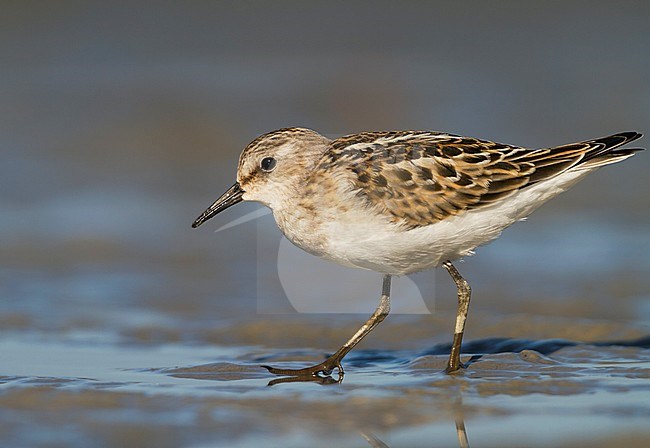 Kleine Strandloper, Little Stint, Calidris minuta, Austria, 1st cy. stock-image by Agami/Ralph Martin,
