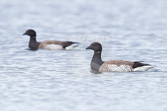 Pale-bellied Brant Goose (Branta bernicla hrota), adults swimming in the sea stock-image by Agami/Saverio Gatto,