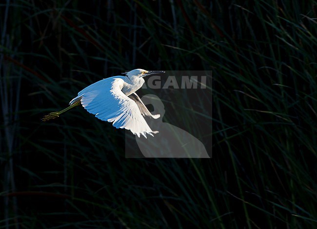 Snowy Egret, Egretta thula, during autumn in California, USA. In flight. stock-image by Agami/Marc Guyt,