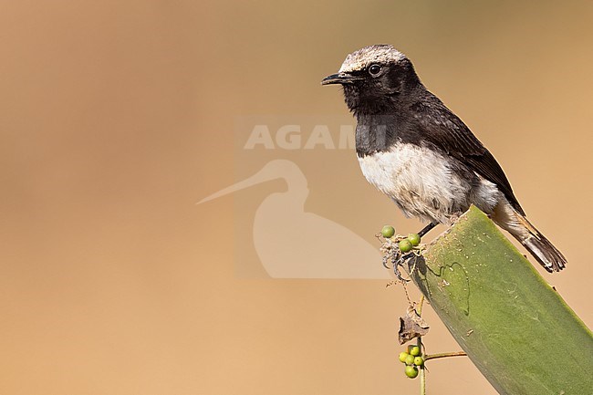 Abyssinian Wheatear (Oenanthe lugubris) perched in Tanzania. stock-image by Agami/Dubi Shapiro,