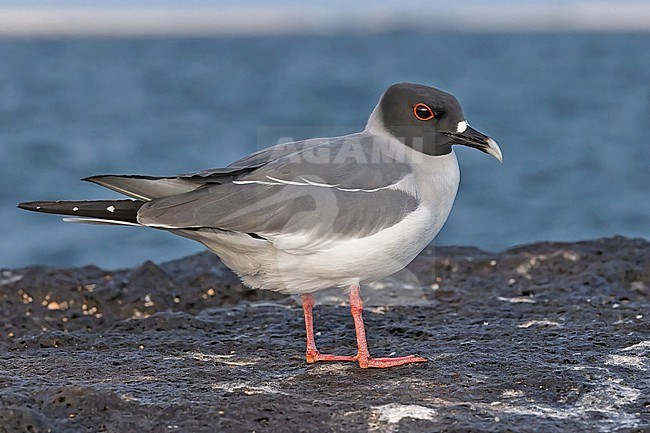 Adult Swallow-tailed gull (Creagrus furcatus) on the Galapagos Islands, part of the Republic of Ecuador. stock-image by Agami/Pete Morris,