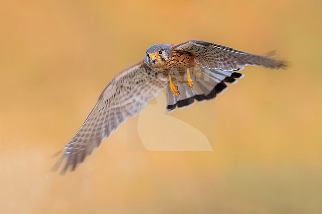 Male Common Kestrel (Falco tinnunculus) in Italy. stock-image by Agami/Daniele Occhiato,