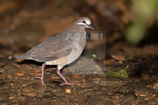 Olive-backed Quail-Dove (Leptotrygon veraguensis) at Anchicaya, Colombia. stock-image by Agami/Tom Friedel,