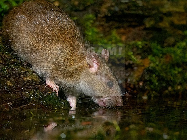 Brown Rat, Rattus norvegicus. Brown Rat drinking from a little pond in the late evening stock-image by Agami/Hans Germeraad,