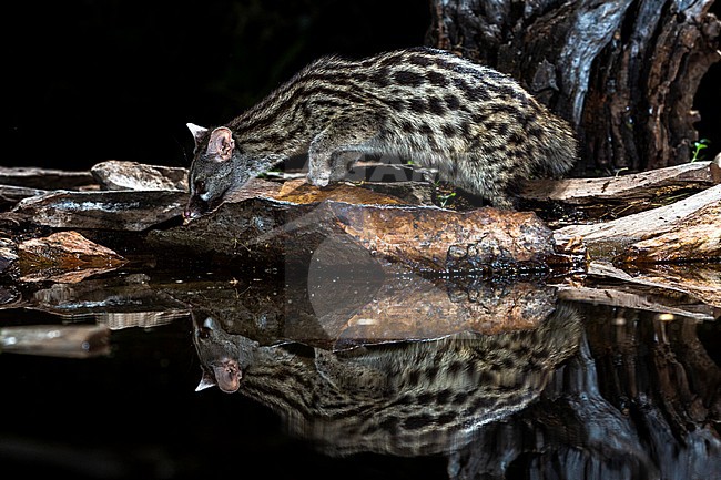 Common Genet (Genetta genetta) in Spain stock-image by Agami/Oscar Díez,