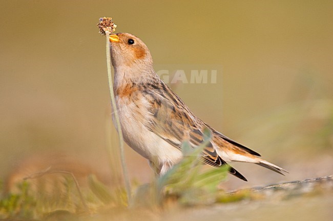 Sneeuwgors in winterkleed in Nederland, Snow Bunting in winterplumage in the Netherlands stock-image by Agami/Menno van Duijn,