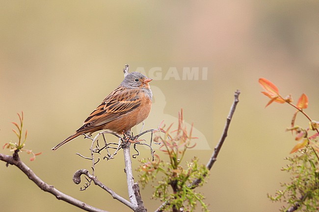 Cretzschmar's Bunting - Grauortolan - Emberiza caesia, Turkey, adult male stock-image by Agami/Ralph Martin,