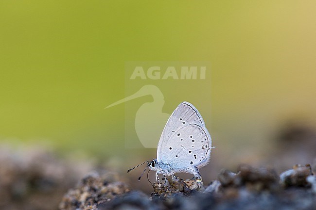 Oostelijk staartblauwtje, Eastern Short-tailed Blue, Cupido decoloratus stock-image by Agami/Iolente Navarro,