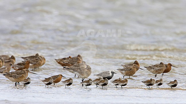 Bonte Strandloper; Dunlin stock-image by Agami/Arie Ouwerkerk,