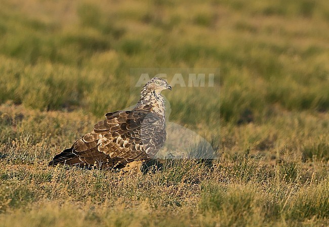 Crested Honey Buzzard (Pernis ptilorhynchus) during autumn migration at Mandalgovi in Mongolia. Standing on the ground in the steppes. stock-image by Agami/Aurélien Audevard,