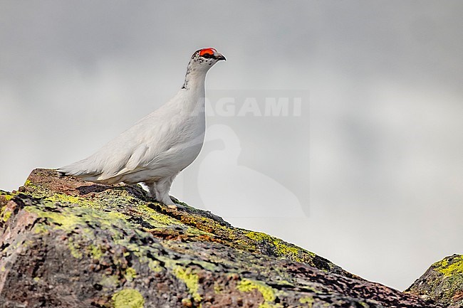 Male Rock Ptarmigan, Lagopus mutus, in Finland. stock-image by Agami/Daniele Occhiato,