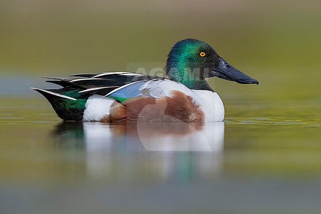 Northern Shoveler (Anas clypeata), side view of an adult male swimming in a pond, Campania, Italy stock-image by Agami/Saverio Gatto,