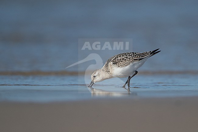 Juvenile Sanderling (Calidris alba) at the beach at Blåvandshuk, Denmark stock-image by Agami/Helge Sorensen,