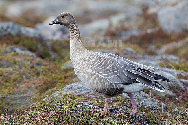 Pink-footed Goose (Anser brachyrhynchus), adult standing on the ground, Northwestern Region, Iceland stock-image by Agami/Saverio Gatto,