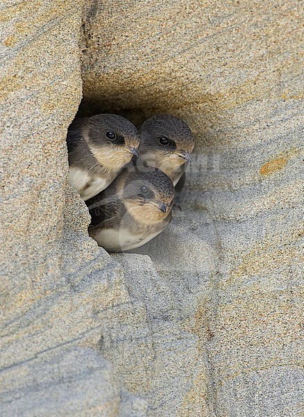 Three juvenile Sand Martins (Riparia riparia) looking out nest hole in sand bank in Finland. stock-image by Agami/Tomi Muukkonen,