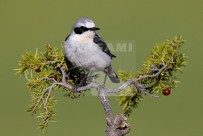 Northern Wheatear (Oenanthe oenanthe), side view of an adult male perched on a Juniper branch, Abruzzo, Italy stock-image by Agami/Saverio Gatto,