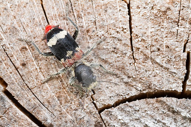 Clerus mutillarius - Eichen-Buntkäfer, Germany (Rheinland-Pfalz), imago stock-image by Agami/Ralph Martin,