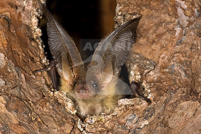 Grootoorvleermuis; Brown long-eared Bat stock-image by Agami/Theo Douma,
