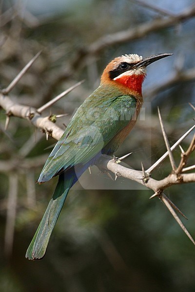 Witkapbijeneter zittend op tak; White-fronted Bee-eater perched on branch stock-image by Agami/Bas Haasnoot,