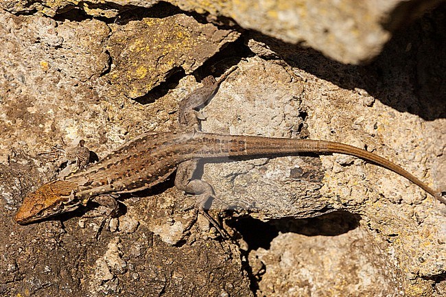 Canarische Hagedis, Tenerife Lizard stock-image by Agami/Wil Leurs,