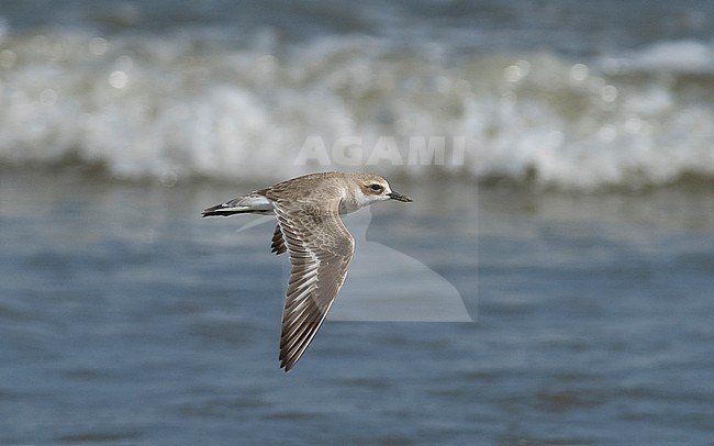 Side view of a Greater Sand Plover (Charadrius leschenaultii) in flight against the sea. Oman stock-image by Agami/Markku Rantala,