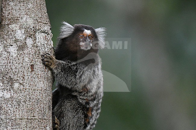 Common Marmoset (Callithrix jacchus), also known as the white-tufted marmoset or white-tufted-ear marmoset, perched in a tree in, Brazil. stock-image by Agami/Laurens Steijn,