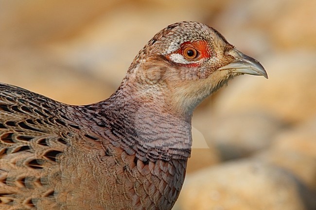 Jong mannetje Fazant; Young male Common Pheasant stock-image by Agami/Daniele Occhiato,