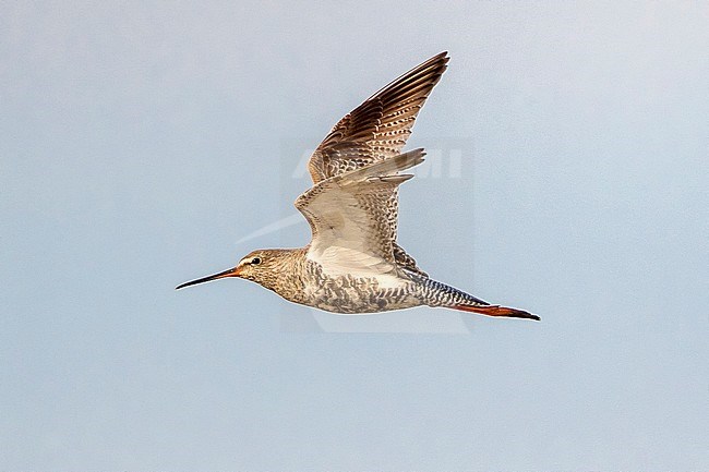 Flying Spotted Redshank (Tringa erythropus) in winter plumage at the Ebro Delta in Spain. Showing under wing. stock-image by Agami/Rafael Armada,