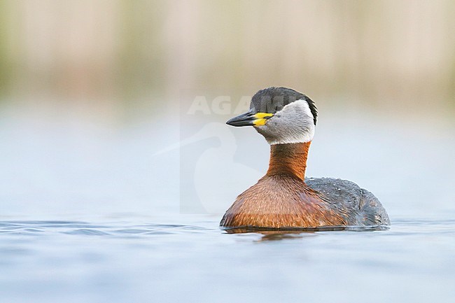 Adult Red-necked Grebe (Podiceps grisegena grisegena In breeding plumage swimming in a lake in Poland. stock-image by Agami/Ralph Martin,