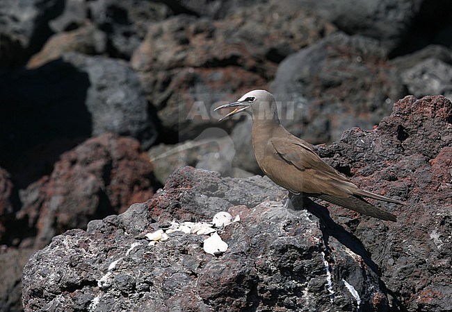 Common Brown Noddy, Anous (stolidus) stolidus, in the central Atlantic ocean, south of the equator. stock-image by Agami/Marc Guyt,