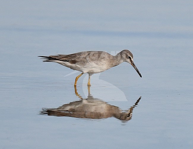 Grey-tailed Tattler, Tringa brevipes, at Puerto Princesa on the island Palawan in the Philippines. stock-image by Agami/Laurens Steijn,