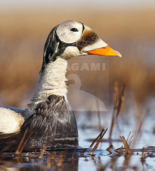 Adult male Spectacled Eider (Somateria fischeri) during the breeding season in arctic Alaska, United States. Closeup of the stunningly marked head and bill. stock-image by Agami/Dani Lopez-Velasco,