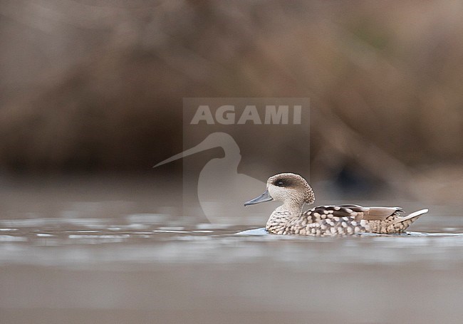 Adult male Marbled Teal (Marmaronetta angustirostris) wintering in a wetland in southern Spain. Seen from the side on a freshwater pond in a local nature reserve. stock-image by Agami/Ralph Martin,