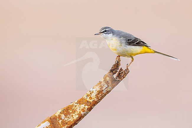  stock-image by Agami/Menno van Duijn,