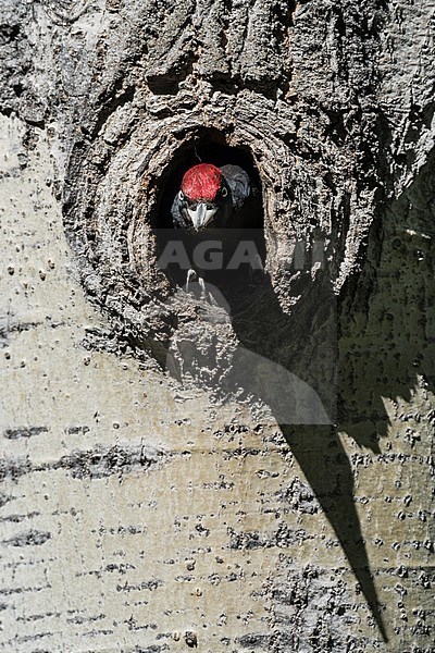 Adult Black Woodpecker sticking head out of its nest stock-image by Agami/Alain Ghignone,