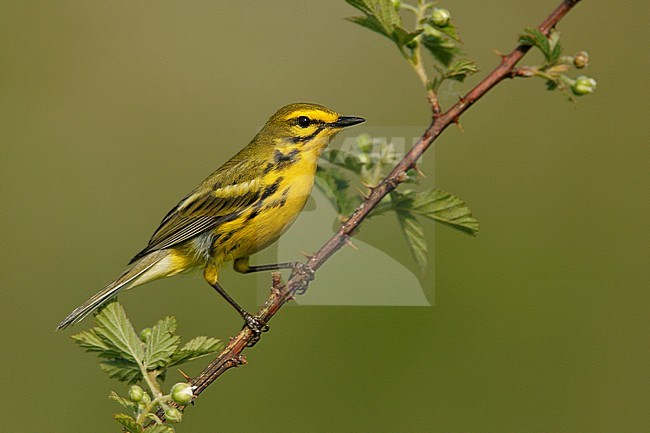 Mannetje Prairie zanger, Male Prairie Warbler stock-image by Agami/Brian E Small,
