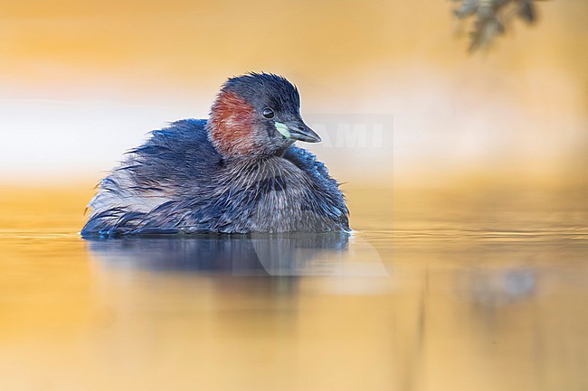 Little Grebe (Tachybaptus ruficollis) in Italy. Swimming on a lake. stock-image by Agami/Daniele Occhiato,