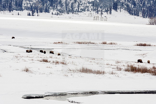 Lamar Valley Yellowstone Nat. Park stock-image by Agami/Rob Riemer,