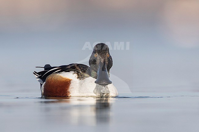 Northern Shoveler - Löffelente - Spatula clypeata, Germany, adult male stock-image by Agami/Ralph Martin,