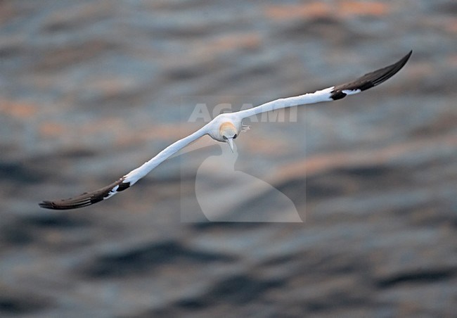 Northern Gannet adult flying; Jan-van-Gent volwassen vliegend stock-image by Agami/Markus Varesvuo,