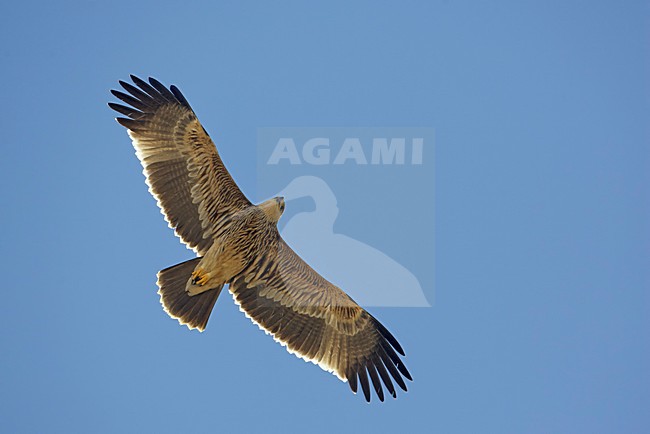 Juveniele Keizerarend in vlucht, Juvenile Imperial Eagle in flight stock-image by Agami/Markus Varesvuo,