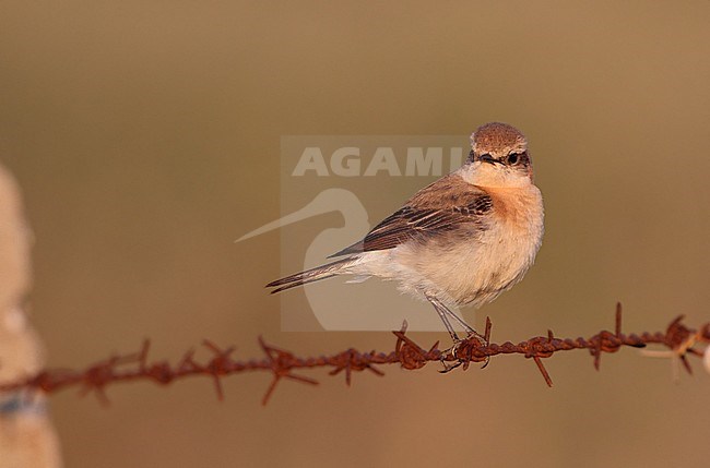 Western Black-eared Wheatear, Oenanthe hispanica (female), Bolonia, Andalucia, Spain stock-image by Agami/Helge Sorensen,
