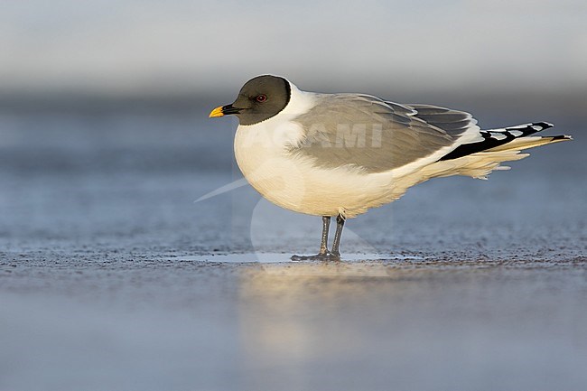 Adult Sabine's Gull (Xema sabini) on the arctic tundra near Barrow in northern Alaska, United States. stock-image by Agami/Dubi Shapiro,