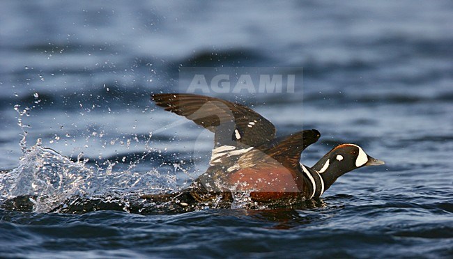 Mannetje Harlekijneend in vlucht; Male Harlequin Duck in flight stock-image by Agami/Menno van Duijn,