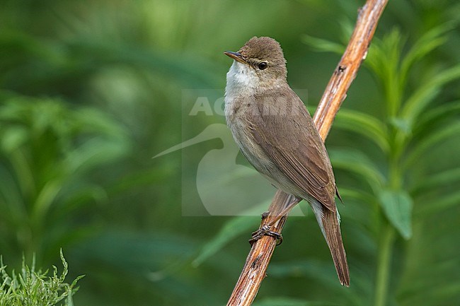 Blyth's Reed Warbler, Struikreedzanger stock-image by Agami/Daniele Occhiato,