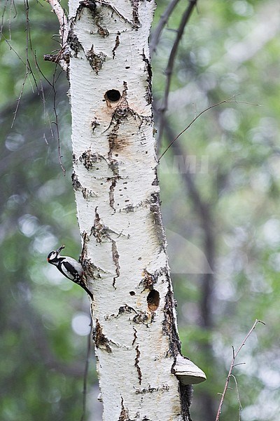 Great Spotted Woodpecker - Buntspecht - Dendrocopos major ssp. brevirostris, Russia (Baikal), adult male stock-image by Agami/Ralph Martin,