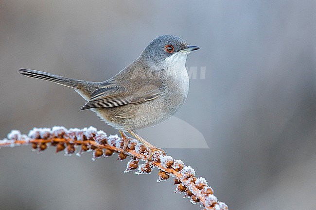 Sardinian Warbler (Sylvia melanocephala), side view of an adult female perched on a frost covered stem, Campania, Italy stock-image by Agami/Saverio Gatto,