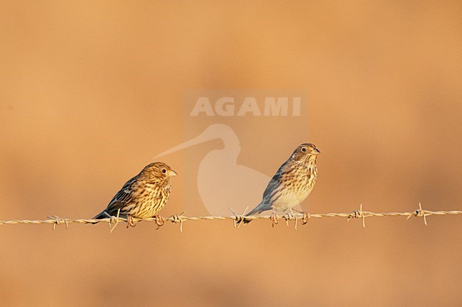 Grauwe Gors zittend op prikkeldraad; Corn Bunting perched on barbed wire stock-image by Agami/Markus Varesvuo,