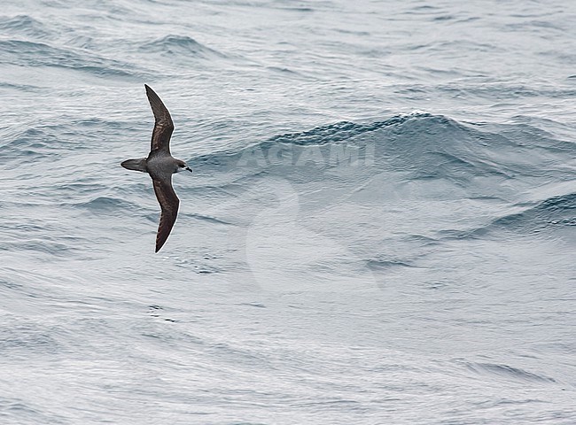 Soft-plumaged Petrel, Pterodroma mollis, in flight over the southern Atlantic ocean. stock-image by Agami/Marc Guyt,